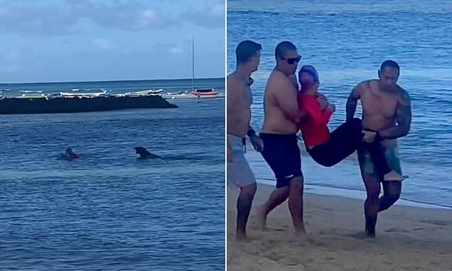 Woman bitten by monk SEAL in Hawaii after ignoring calls to avoid area by officials