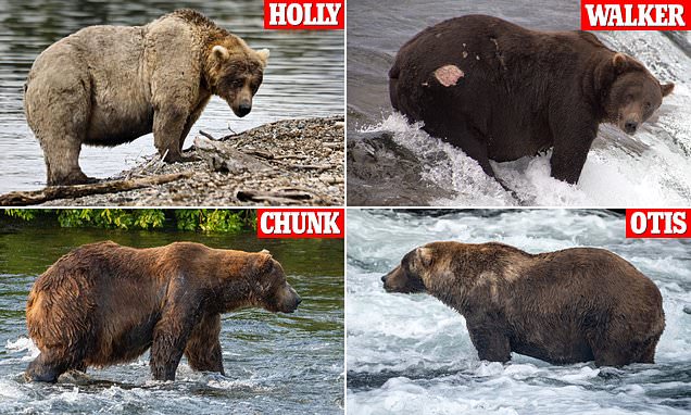 Fat Bear Week arrives as the biggest brown bears in Alaska's Katmai National Park battle for title