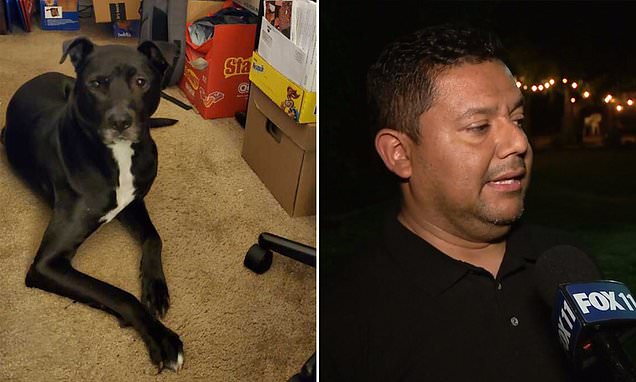 California labrador is shot dead by neighbor after it ran into his backyard while chasing a squirrel