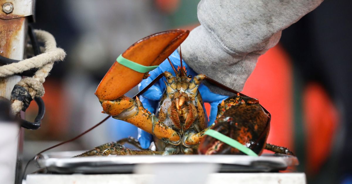 Maine GOP Congressional Candidate Compares Lobster Regulations To Child Rape