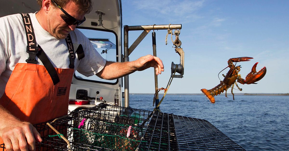 White House Serves Up Maine Lobster Despite Controversy Over Its Unsustainable Status
