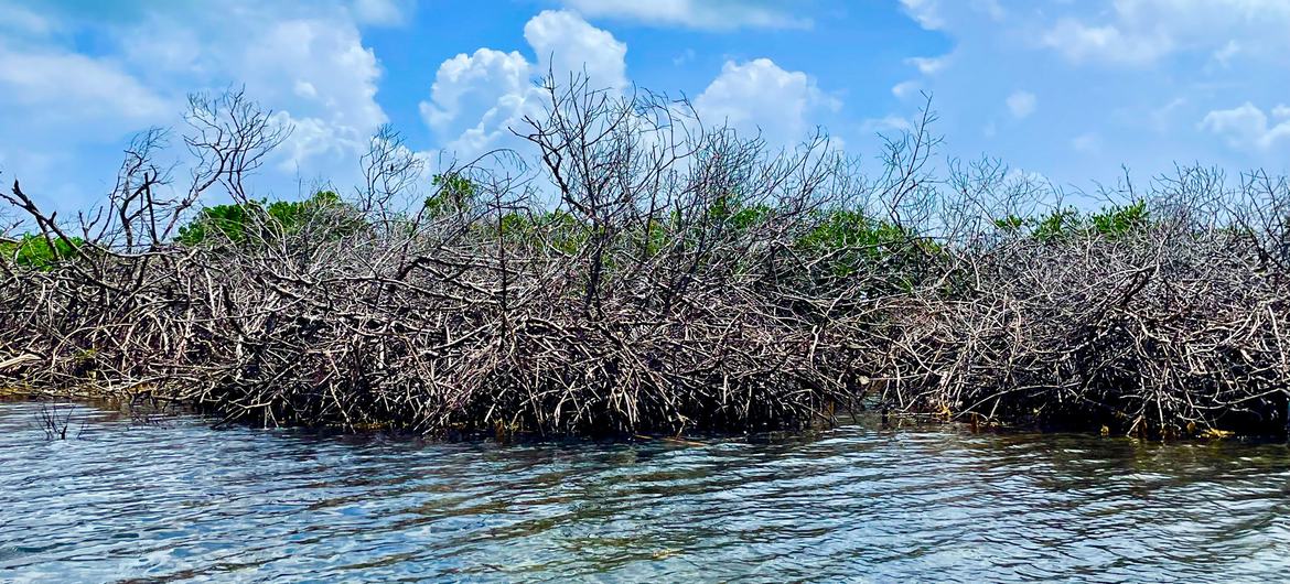 Dead mangrove at the shores of Santa Catalina Island. Dead mangrove at the shores of Santa Catalina Island.