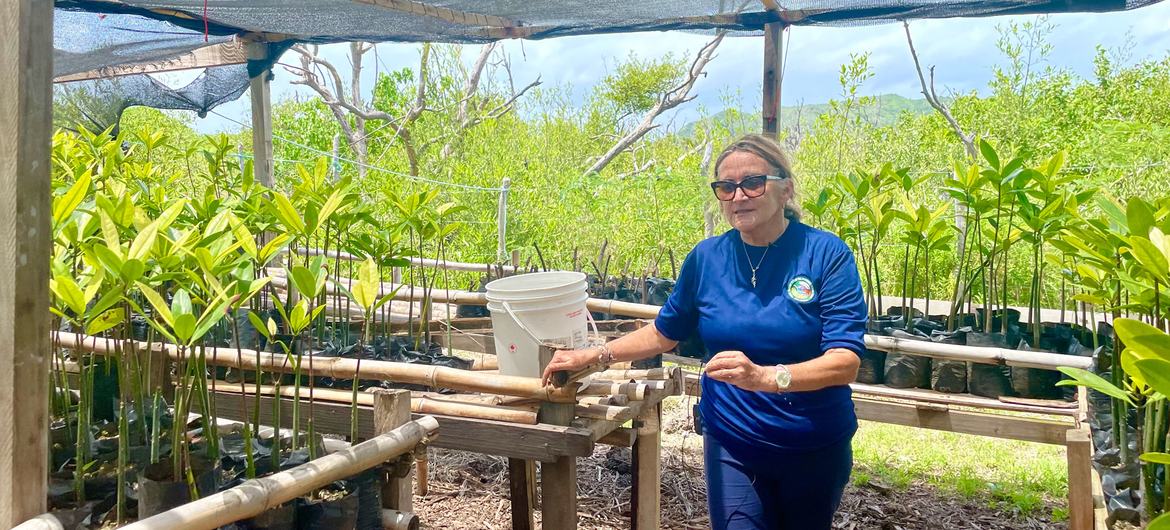 Marcela Cano at the mangrove nursery of McBean Lagoon National Natural Park. Marcela Cano at the mangrove nursery of McBean Lagoon National Natural Park.