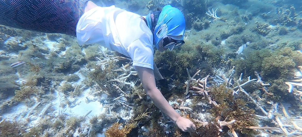 Marine Biologist Violeta Posada cleans a transplanted coral colony. Marine Biologist Violeta Posada cleans a transplanted coral colony.