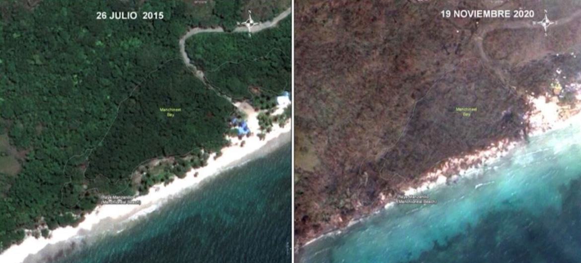 Satellite images show how mangroves and vegetation at Manchineel Bay in Providencia were affected after hurricane Iota. Satellite images show how mangroves and vegetation at Manchineel Bay in Providencia were affected after hurricane Iota.