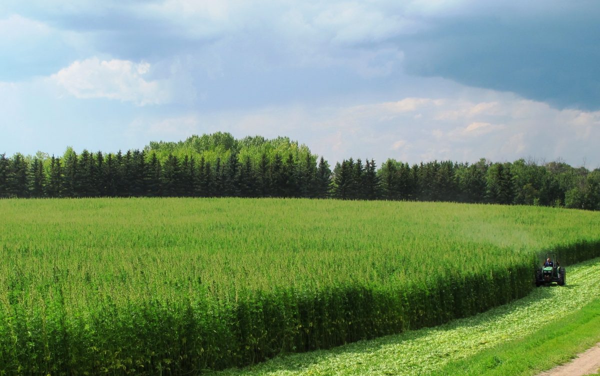 Farmers Jump Off Hemp Bandwagon Amid Lack of Profit and Underwhelming Performance