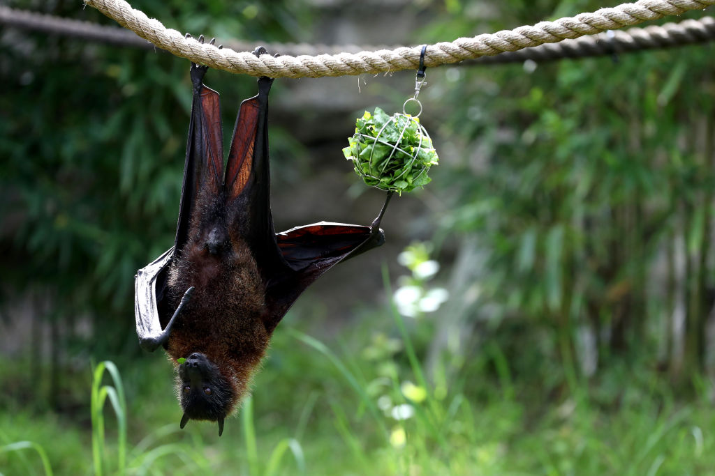 Second Rabid Bat Found in Orange County