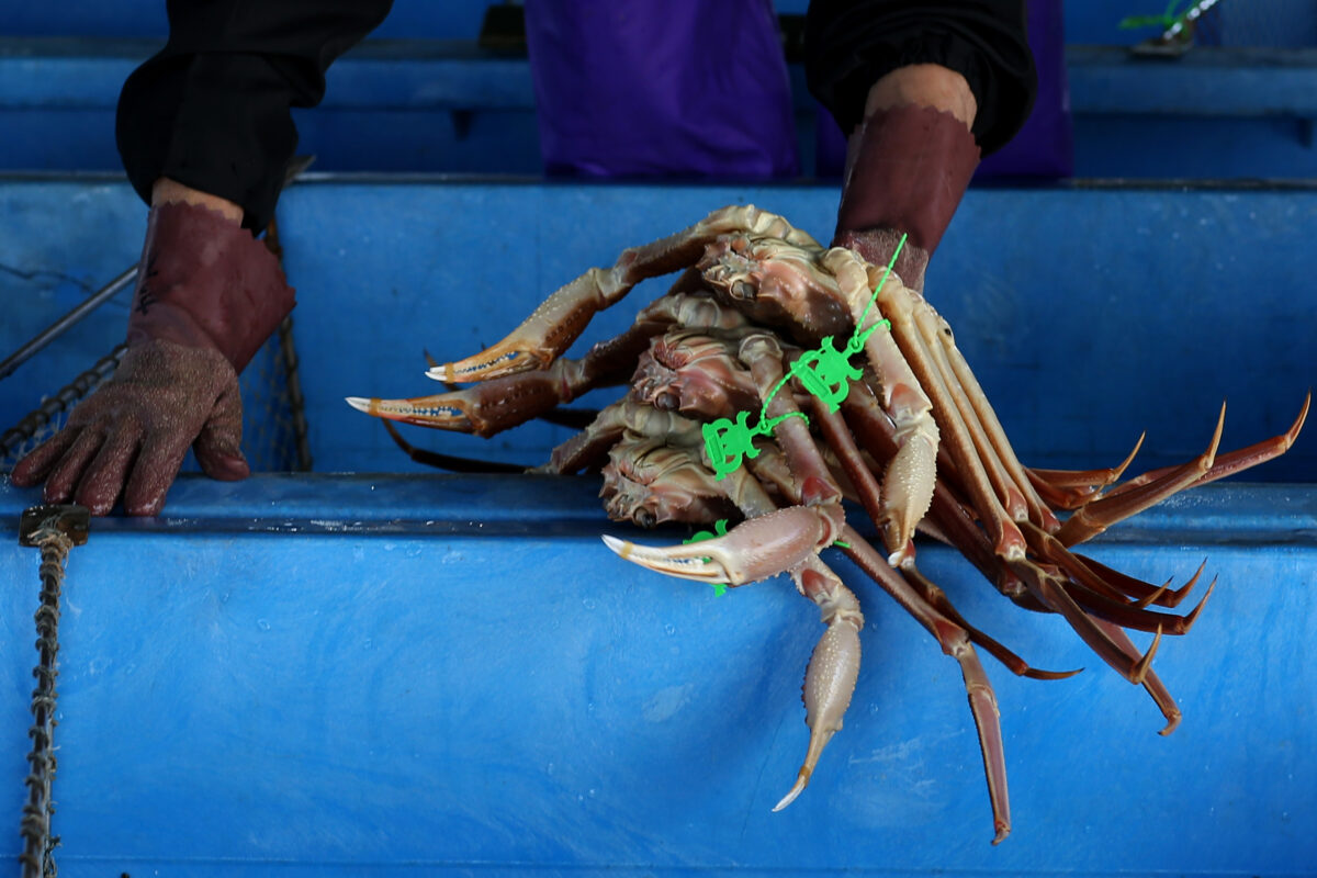 Alaskan Snow Crab Fishery Closed as Canada, Russia Report Bumper Harvests