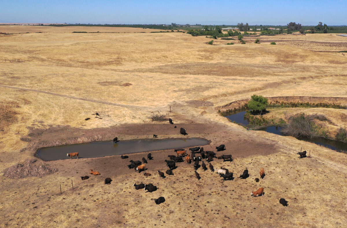 Federal Agents to Shoot Feral Cattle From Helicopter After Judge Dismisses Ranchers’ Complaint