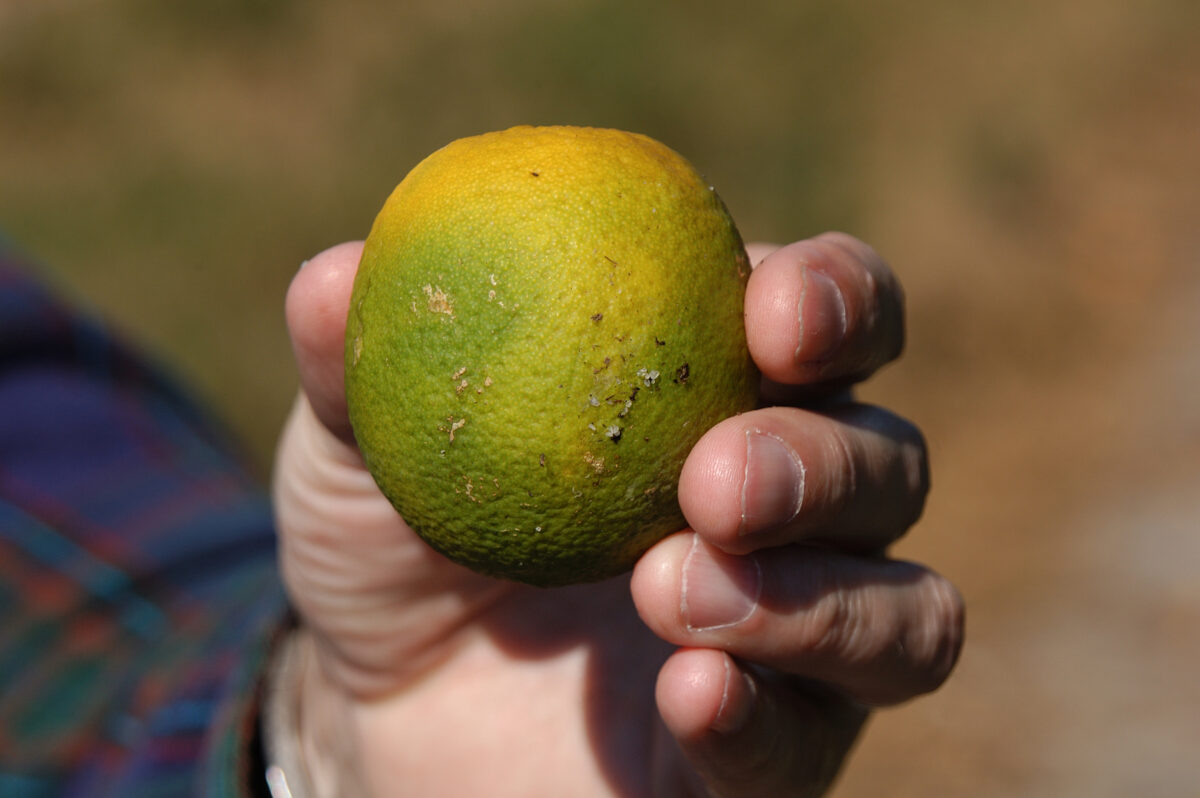 Citrus Tree Disease Found in Rancho Bernardo, Expanding Quarantine Zone