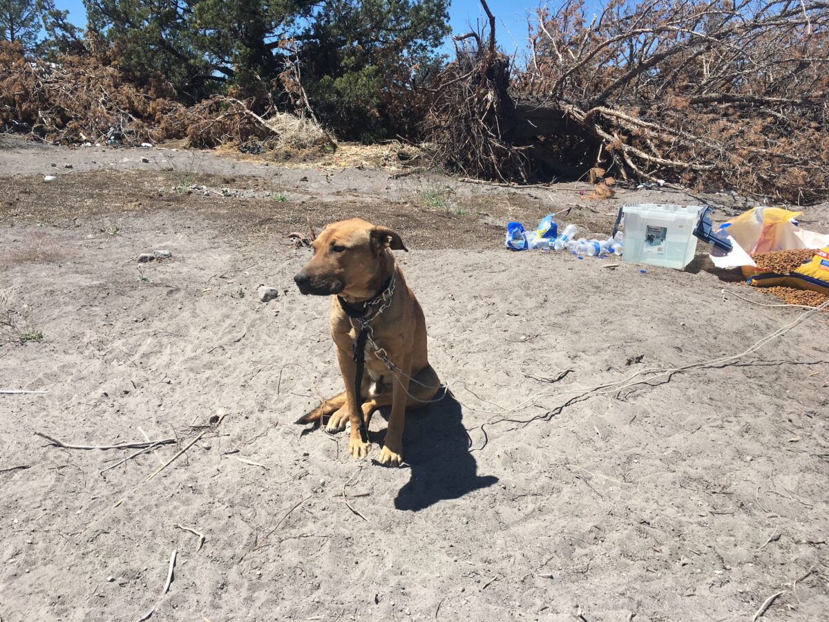 Dogs: The Silent Sufferers of the Growing California Cannabis Industry
