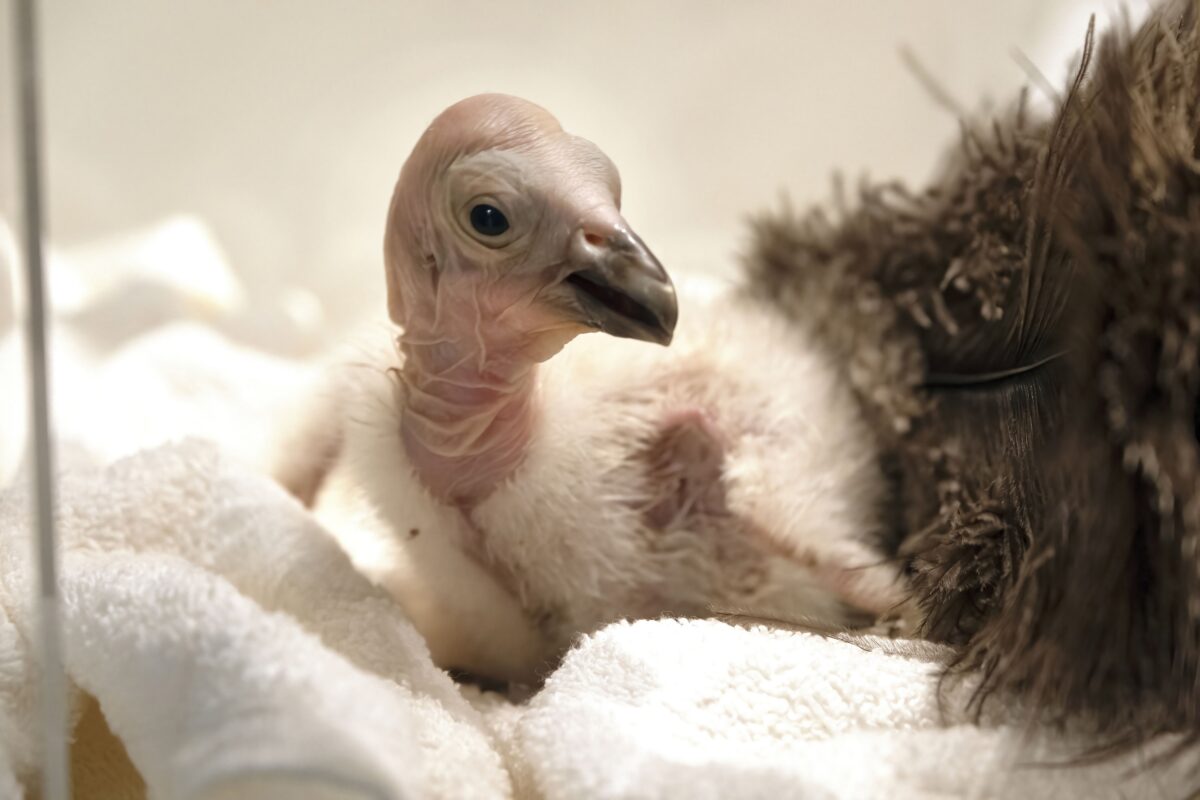 California Condors Confront Bird Flu in Flight From Extinction