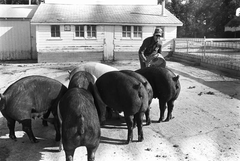African Swine Fever, Part 1: A Look at the Past