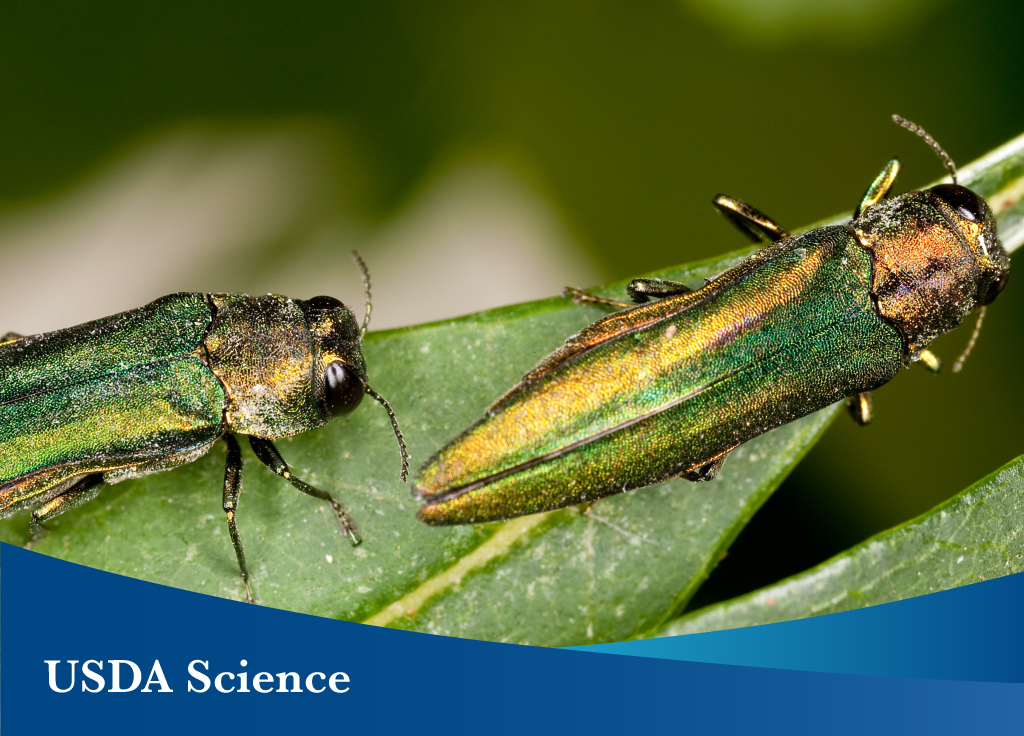How an Invasive Beetle Almost Changed America’s Pastime