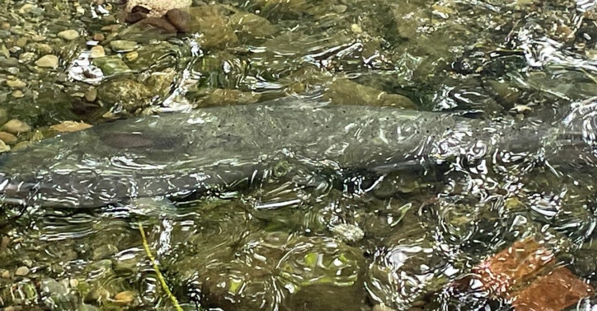 Biden-Harris Administration, Tribes Reach Historic Agreement Supporting Efforts to Restore Healthy and Abundant Salmon Populations to Upper Columbia River Basin