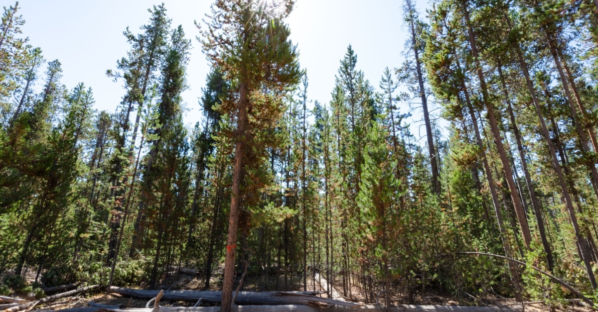 President Biden’s Investing in America Agenda Devotes More Than $468 Million to Advance Wildfire Resilience Across the Country